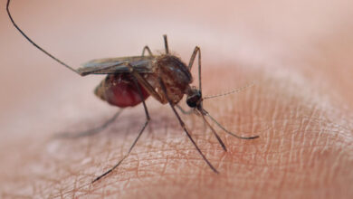 Preguntas y respuestas sobre el paludismo (malaria)