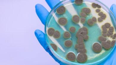 Curiosidades sobre la penicilina que quizás no conozcas