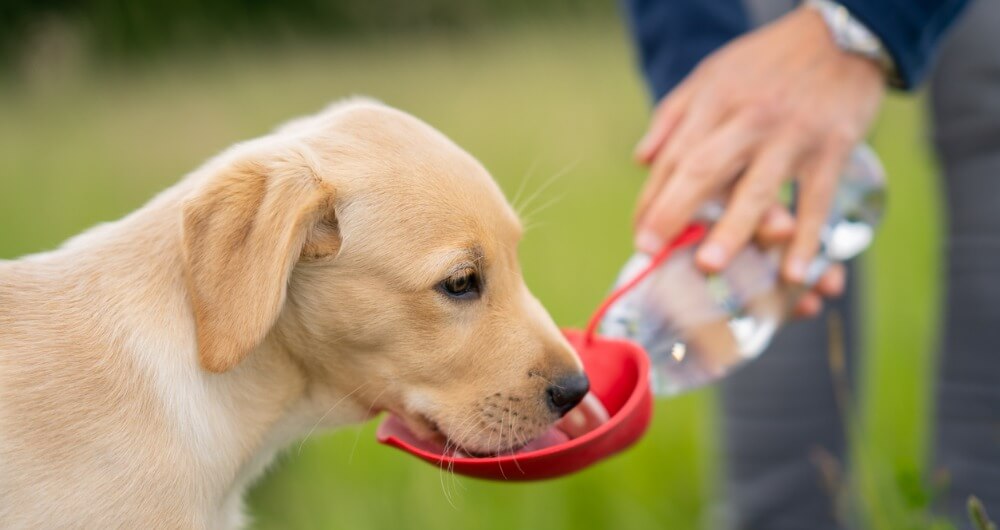 Consejos para refrescar a su perro durante la temporada de calor