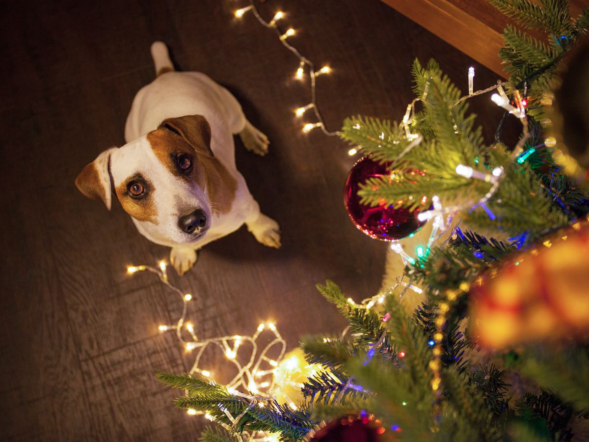 La dieta de las mascotas durante la Navidad