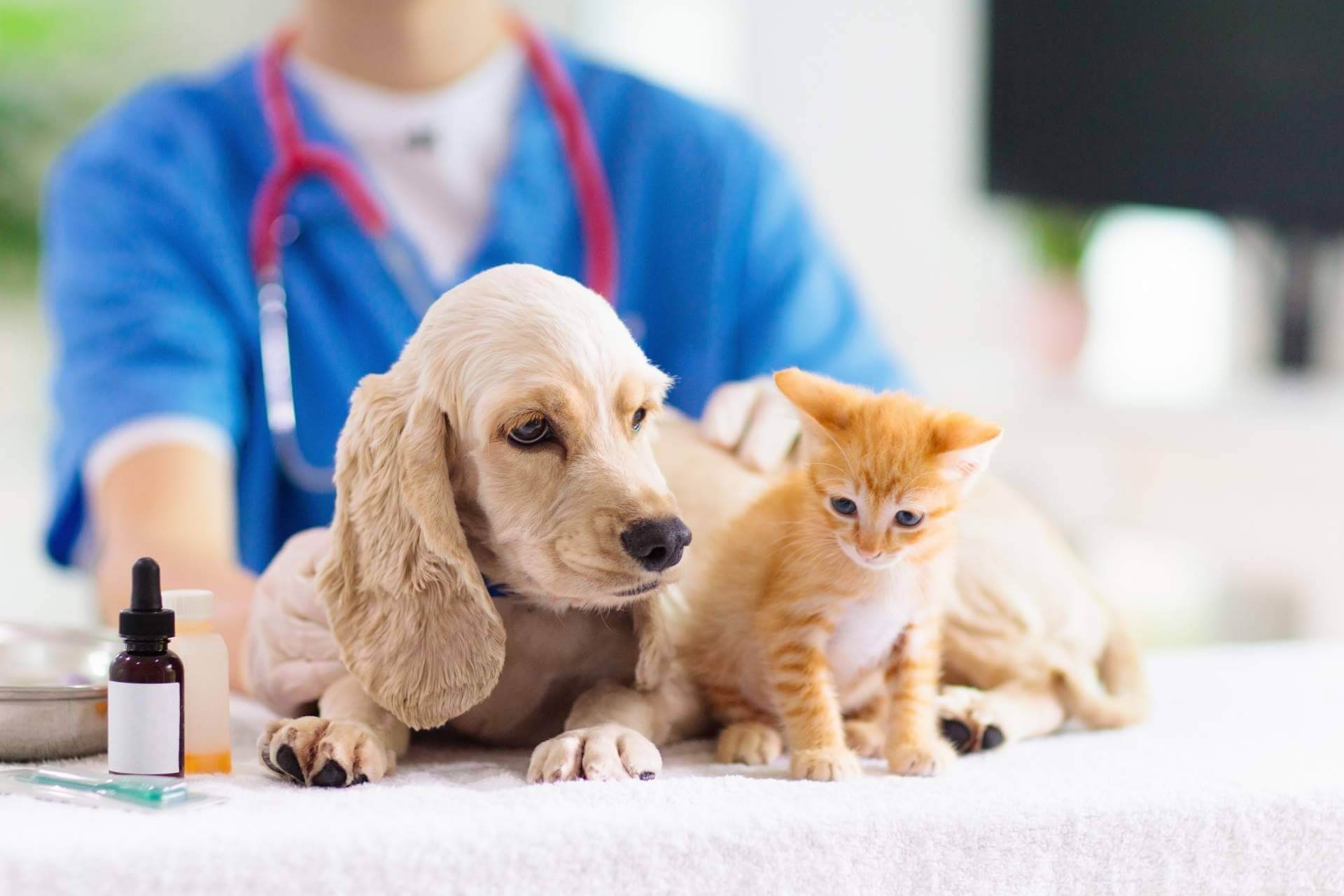Una de las primeras recomendaciones para prepararse ante una situación de emergencia que presente la mascota es conocer los signos vitales de su mascota como su frecuencia cardiaca, frecuencia respiratoria y temperatura corporal.