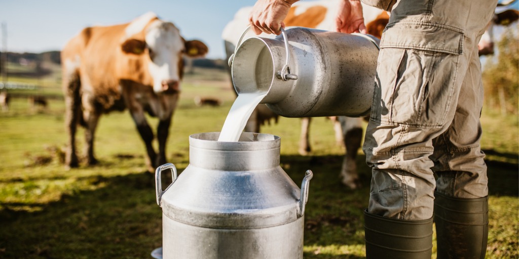 La FDA sigue investigando la presencia de HPAI en la leche en todas las etapas de producción para comprender mejor el riesgo.