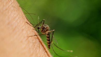 Según el INS en 2023 se notificaron 131.784 casos de dengue. Al corte del 18 de mayo de 2024 ya se han presentado 147.136 casos de contagio en el país