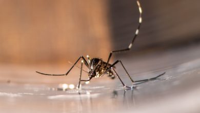 Mosquito tigre