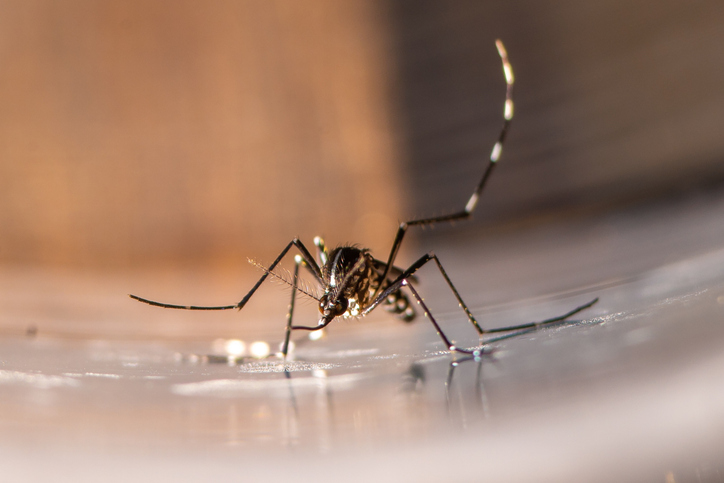 Mosquito tigre