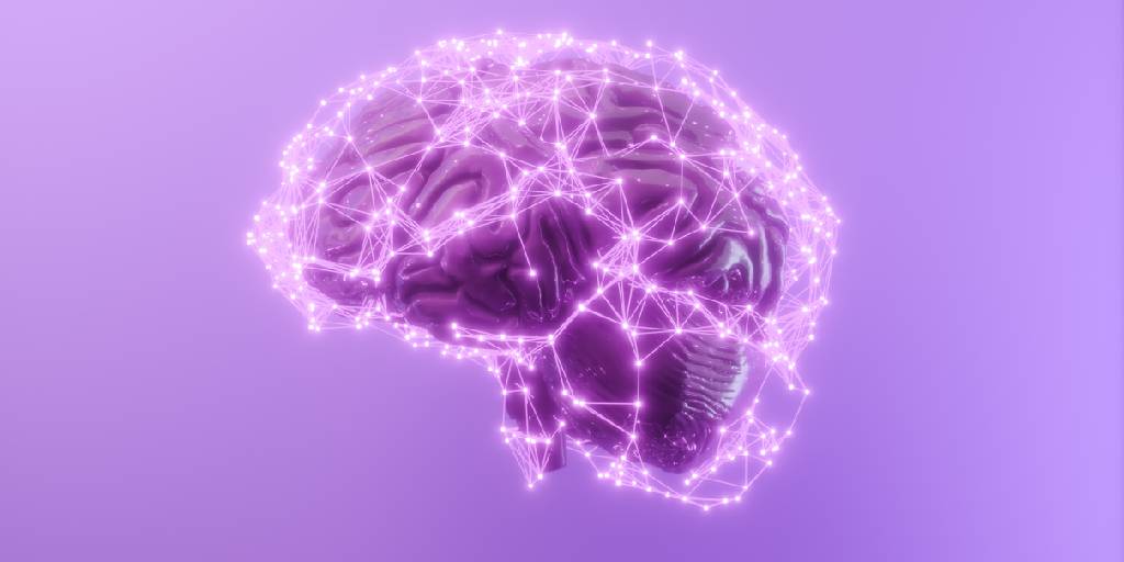 El cerebro y sus etapas de desarrollo