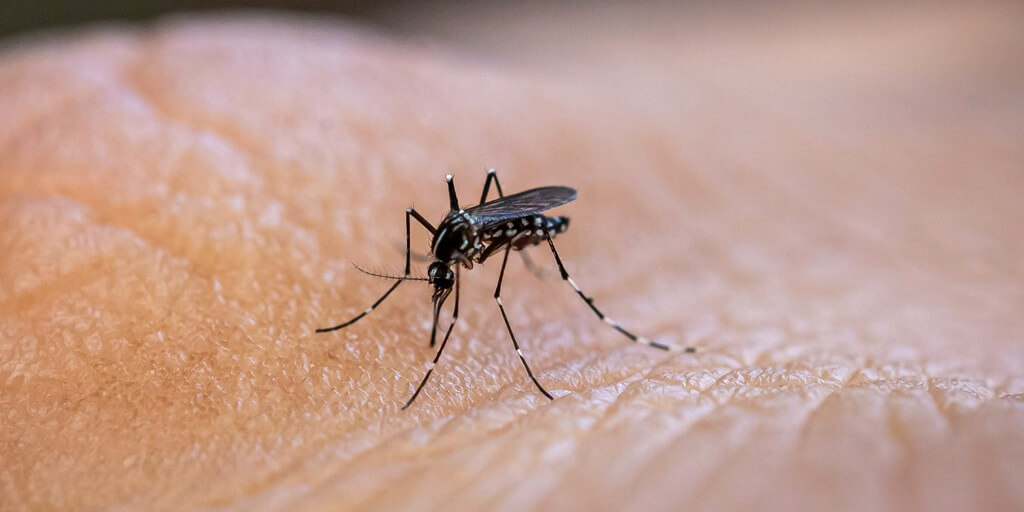 Casos de dengue en Puerto Rico se triplican a comparación del 2023