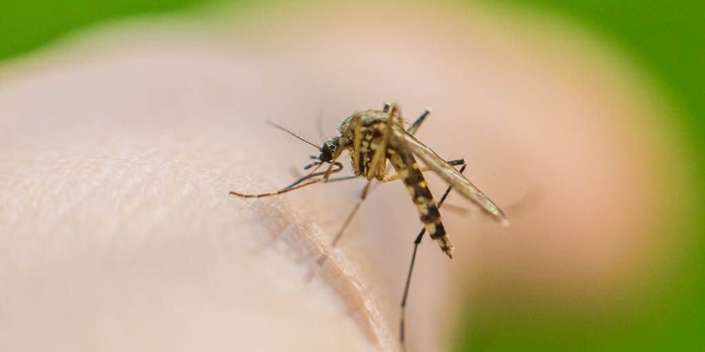 Virus transmitido por la picadura de un mosquito