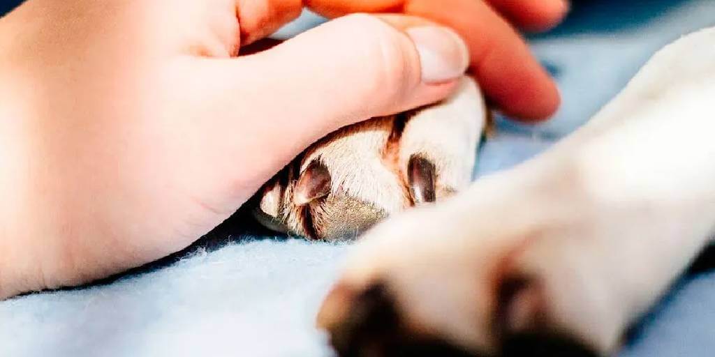Veterinarios