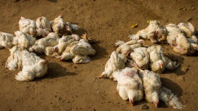 La gripe aviar, una nueva amenaza para el mundo