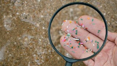 Microplásticos en el cerebro