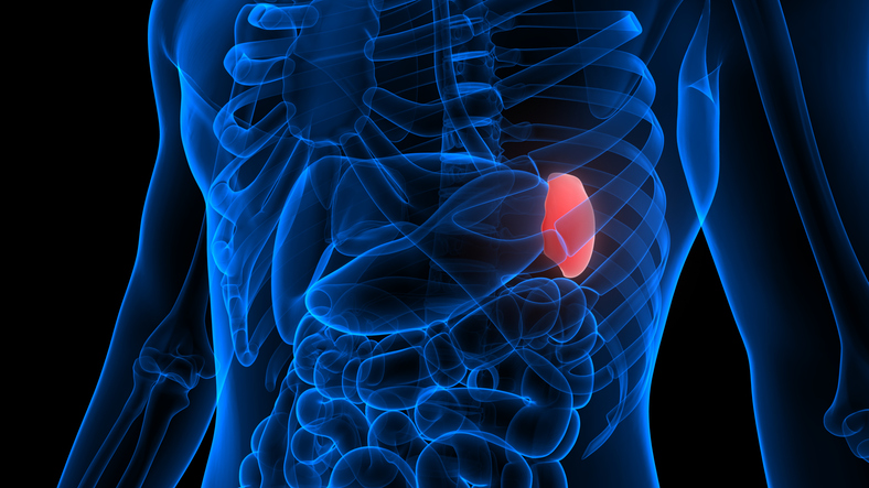 3D Illustration Concept of Spleen a Part of Human Internal Organ System Anatomy X-ray 3D rendering