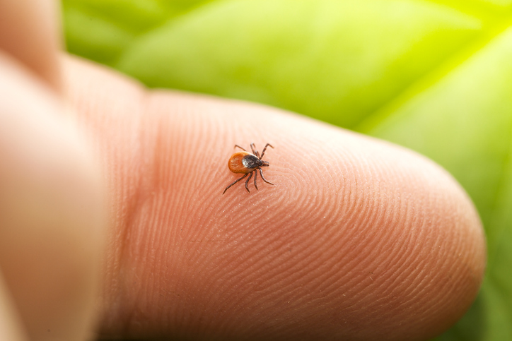 La enfermedad de Lyme es causada por la bacteria Borrelia. Recientemente, la joven modelo compartió su estado de salud con esta condición.