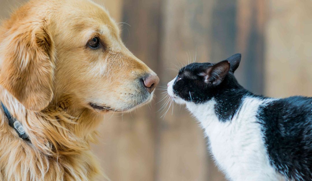 Seguro de salud para las mascotas