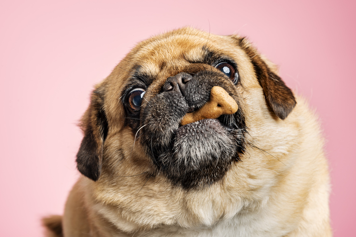 La obesidad en las mascotas